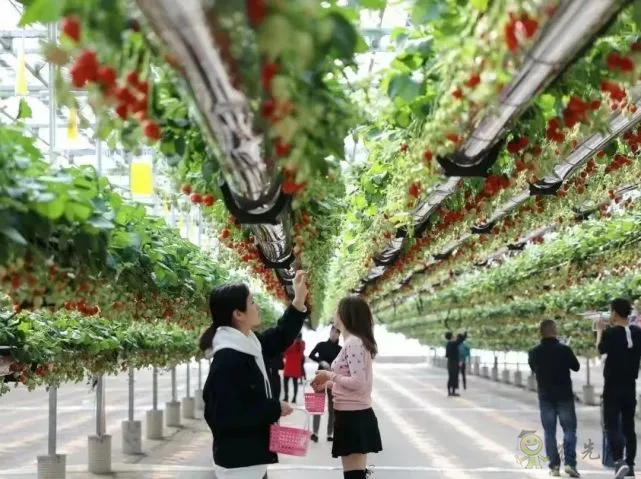 半年銷售額2億元！遼寧丹東&ldquo;空中草莓&rdquo;火了！