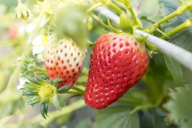 半年銷售額2億元！遼寧丹東&ldquo;空中草莓&rdquo;火了！