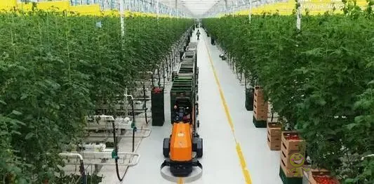 華為養豬帶來的效應，AI+視覺技術正推進智慧農業
