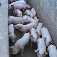 智能閱讀通道 轉群記錄，快人一步