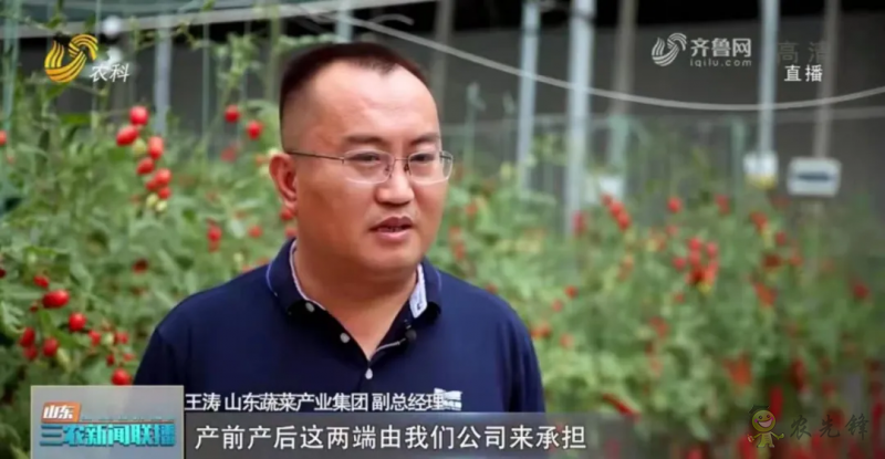 &ldquo;壽光標準&rdquo;向全國輸出 推動蔬菜產業提檔升級