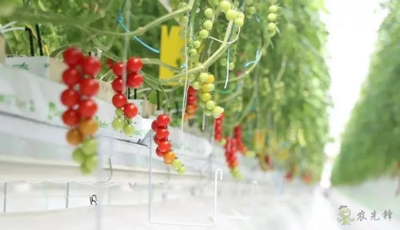 成串小番茄你見過嗎？&ldquo;現代農業&rdquo;讓崇明農戶&ldquo;靠數據吃飯&rdquo;