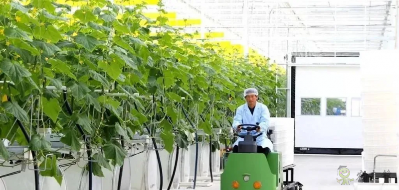 成串小番茄你見過嗎？&ldquo;現代農業&rdquo;讓崇明農戶&ldquo;靠數據吃飯&rdquo;