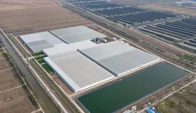 成串小番茄你見過嗎？&ldquo;現代農業&rdquo;讓崇明農戶&ldquo;靠數據吃飯&rdquo;