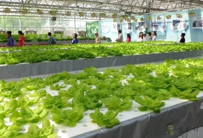 無土栽培：讓農業告別&ldquo;靠天吃飯&rdquo;