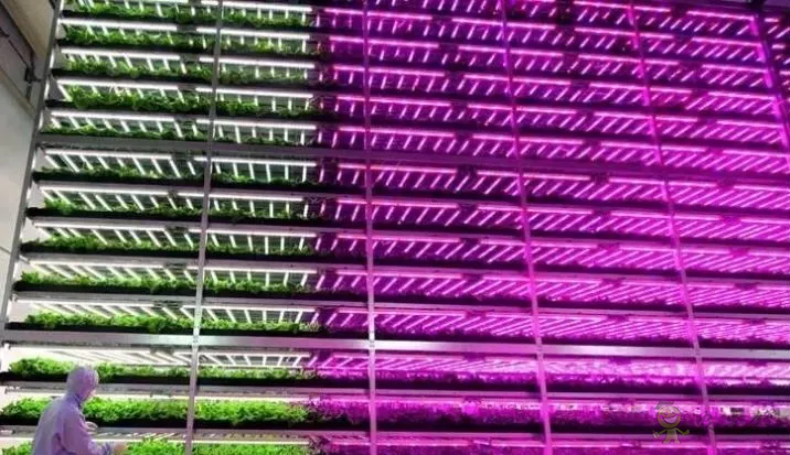 無土栽培：讓農業告別&ldquo;靠天吃飯&rdquo;