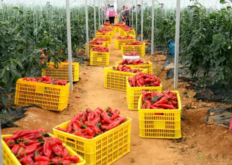 平桂區：現代設施農業催生&ldquo;產業村&rdquo;