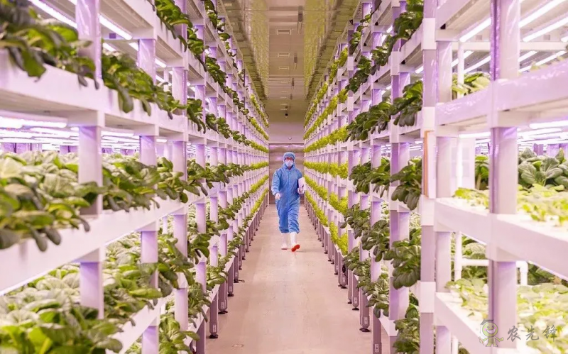 走進&ldquo;植物工廠&rdquo; 探訪現代工廠化智慧育苗基地