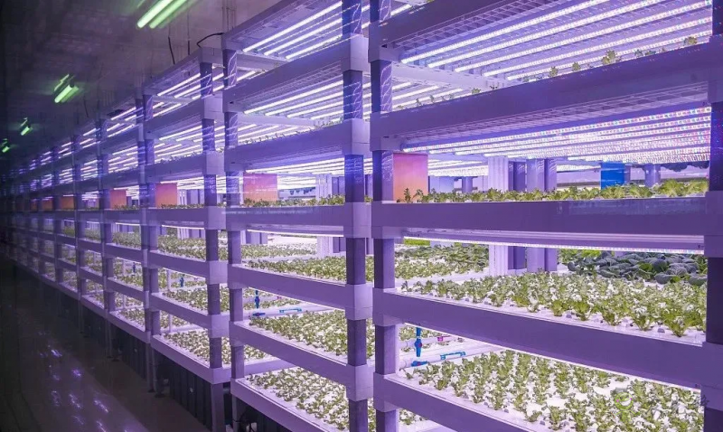 走進&ldquo;植物工廠&rdquo; 探訪現代工廠化智慧育苗基地