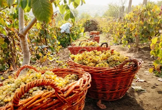 華為不止有豬聯網，還有華為莫塞爾高端農產品商城