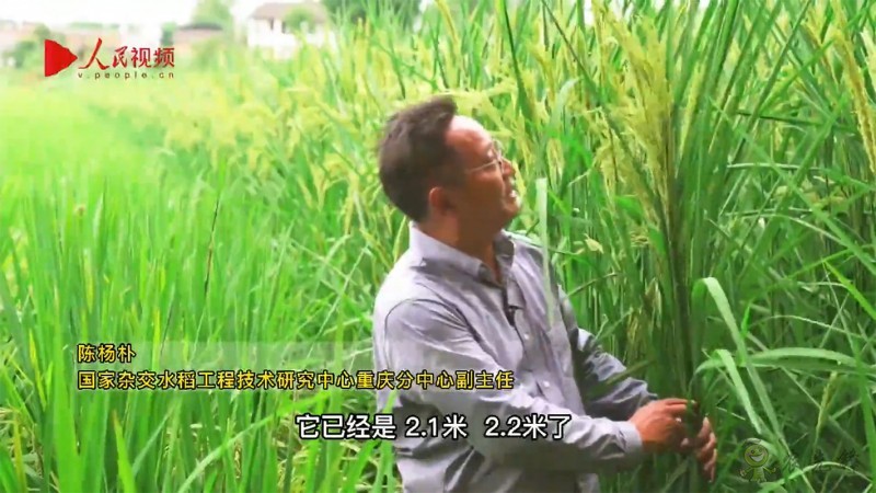 袁隆平的禾下乘涼夢，是這樣一個夢