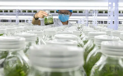 中外生物育種存在三大差距，專家建議打造&ldquo;種業航母&rdquo;
