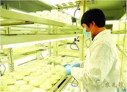 中外生物育種存在三大差距，專家建議打造&ldquo;種業航母&rdquo;