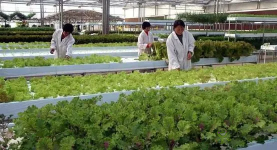 中外生物育種存在三大差距，專家建議打造&ldquo;種業航母&rdquo;