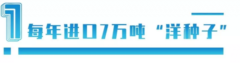 中國每年進口7萬噸&ldquo;洋種子&rdquo;：14億人的飯碗，能端穩嗎？