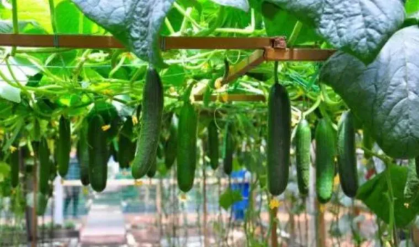 人均年收入40萬+，壽光蔬菜成功秘訣到底是什么