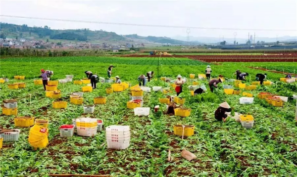 人均年收入40萬+，壽光蔬菜成功秘訣到底是什么