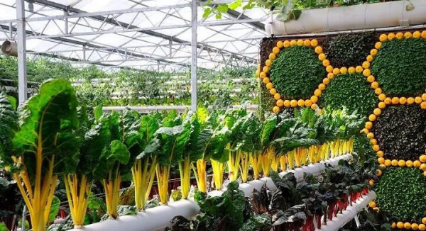 人均年收入40萬+，壽光蔬菜成功秘訣到底是什么