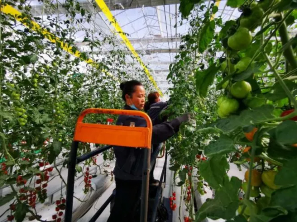 人均年收入40萬+，壽光蔬菜成功秘訣到底是什么