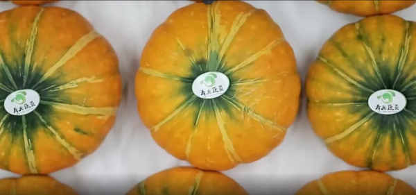 人均年收入40萬+，壽光蔬菜成功秘訣到底是什么