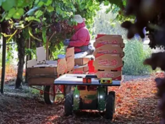 明星農業機器人公司Burro完成1090萬美元融資，拆包即可安裝使用