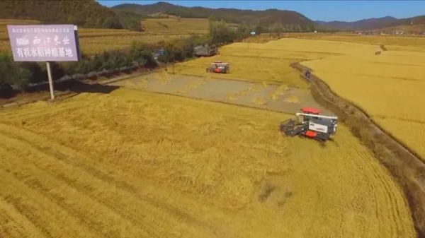 吉林水稻全程機械化作業， 助力增產增收