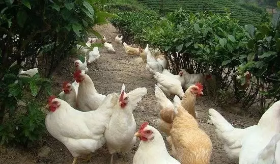 做農業，這幾種高效生態農業模式你必須知道