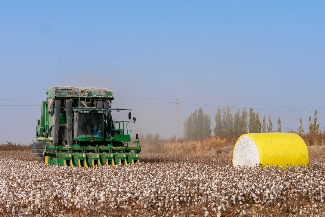 超級棉田喜獲豐收，極飛科技打造鄉村振興新樣本