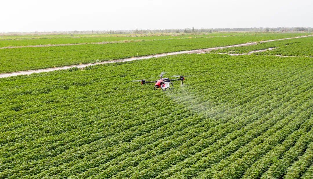 超級棉田喜獲豐收，極飛科技打造鄉村振興新樣本