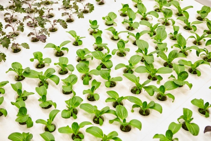 美國研發智慧農場，未來蔬菜將由機器人種植