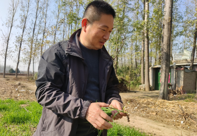 國家加大農業獎補力度，對農民種糧是個好消息，2022年該如何調整