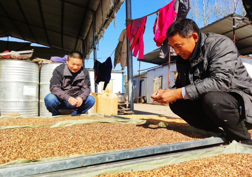 國家加大農業獎補力度，對農民種糧是個好消息，2022年該如何調整