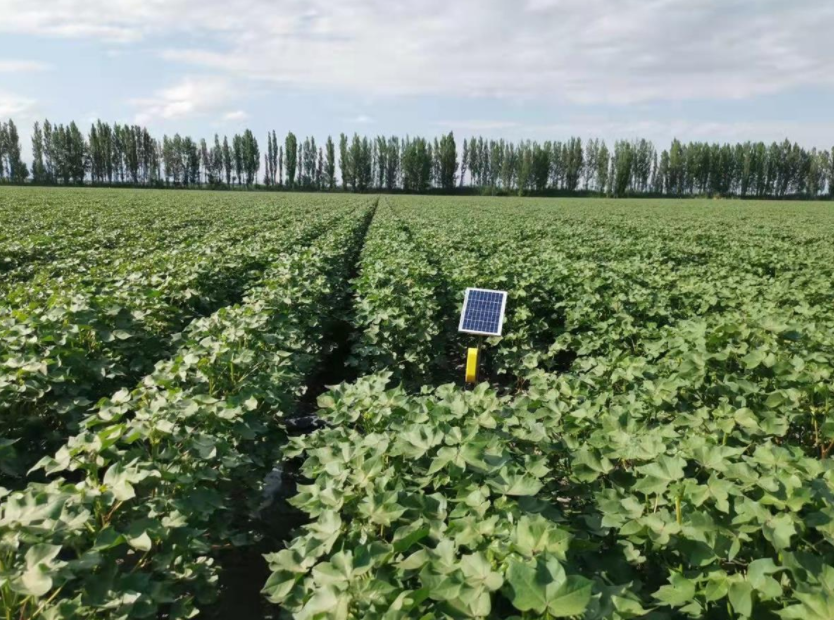 3800公里外，光谷企業用5G幫新疆博州發展智慧農業