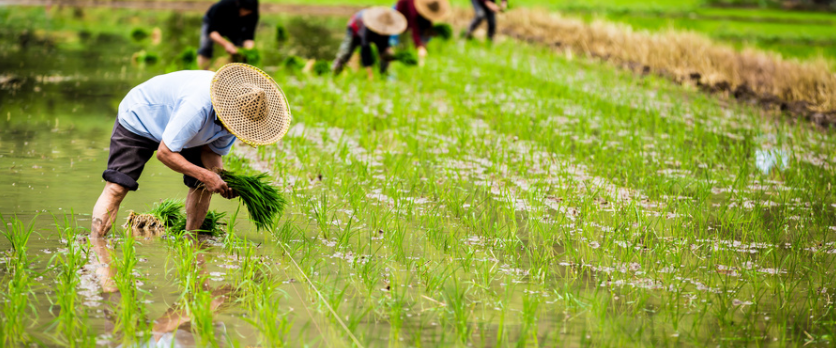 農業物聯網的作用？農業物聯網都應用在哪？