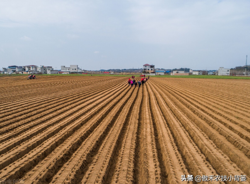  農作物起壟種植有哪些好處？起壟時如何確定最佳壟高？