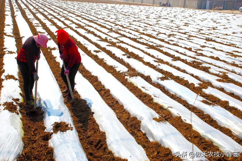 農作物起壟種植有哪些好處？起壟時如何確定最佳壟高？