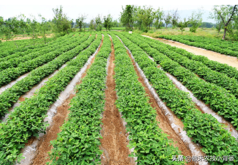 農作物起壟種植有哪些好處？起壟時如何確定最佳壟高？