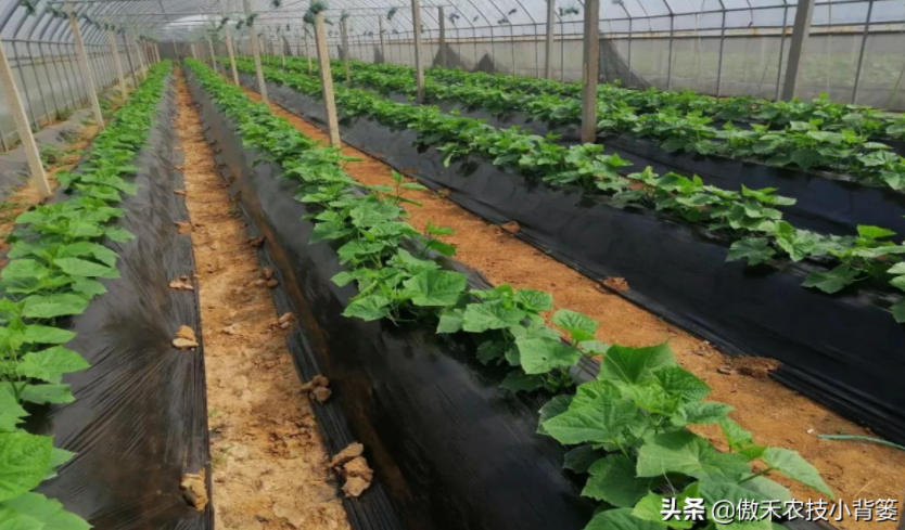 農作物起壟種植有哪些好處？起壟時如何確定最佳壟高？