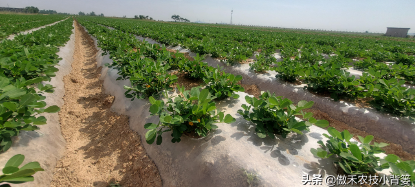農作物起壟種植有哪些好處？起壟時如何確定最佳壟高？