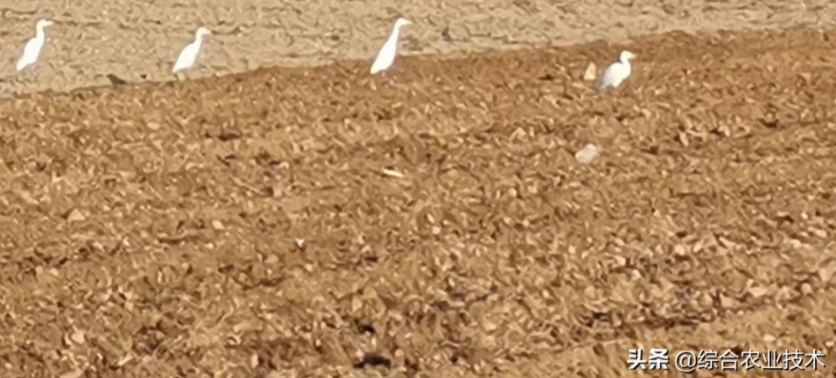 玉米地病蟲害越來越重，冬季閑了有辦法預防病蟲害嗎？