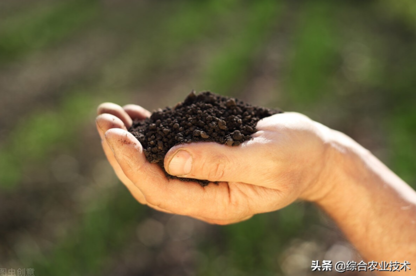 玉米地病蟲害越來越重，冬季閑了有辦法預防病蟲害嗎？