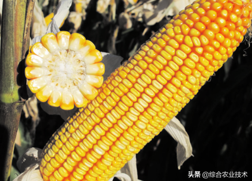 紅軸品種高產呢還是白品種高產？