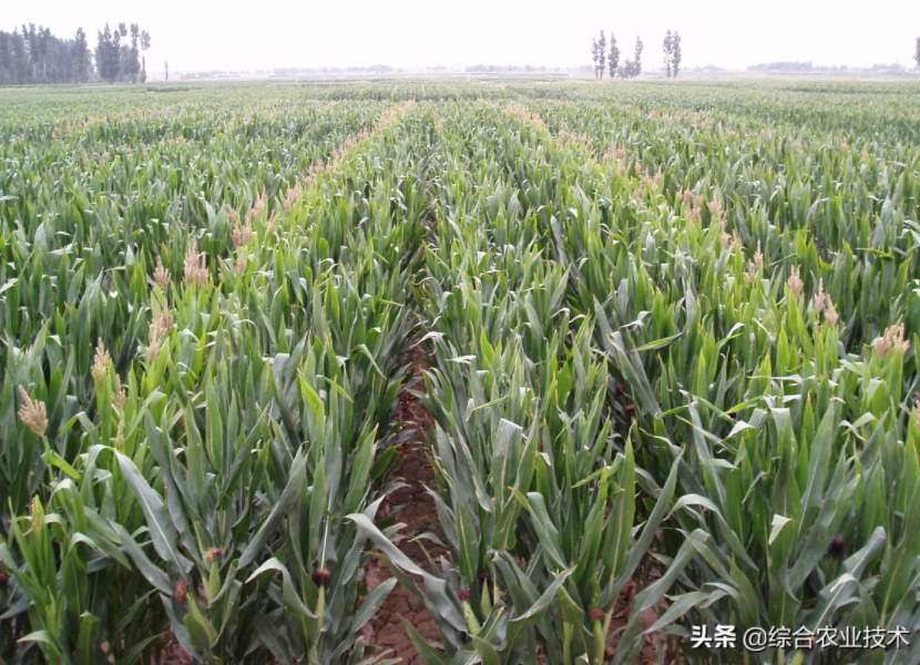 紅軸品種高產呢還是白品種高產？