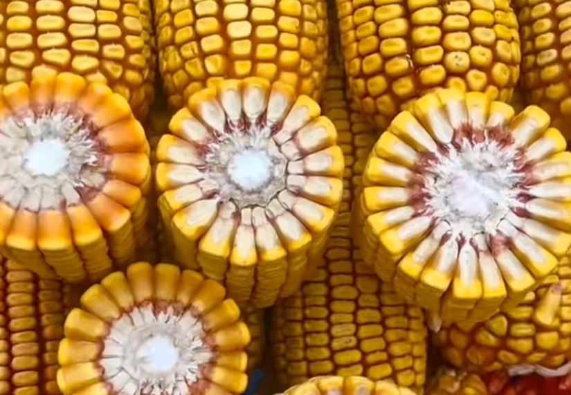 紅軸品種高產呢還是白品種高產？