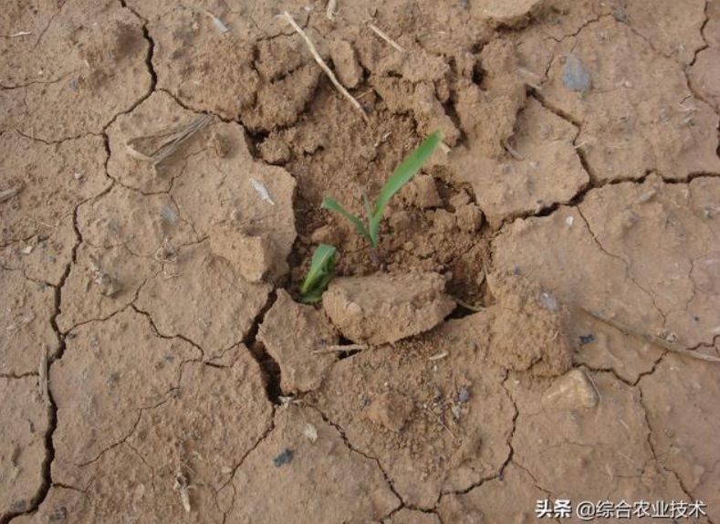 曬干的豬糞牛糞雞糞可以代替化肥嗎？