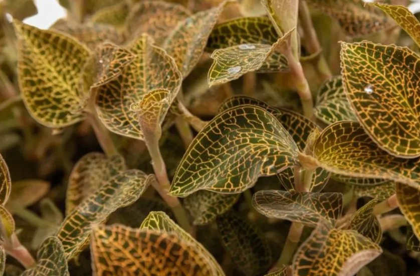 「植物工廠」為中藥材產業插上&ldquo;科技翅膀&rdquo;