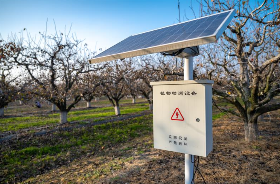 安徽碭山啟動(dòng)&ldquo;酥梨種植挑戰(zhàn)賽&rdquo;