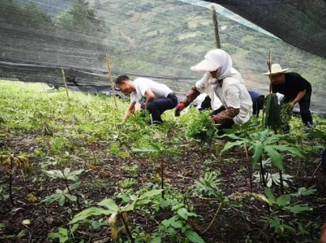甘肅移動：&ldquo;5G技術&rdquo;進藥田，智慧農業&ldquo;顯身手&rdquo;