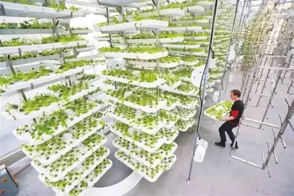 什么是垂直農場？垂直農場的盈利前景與經典案例