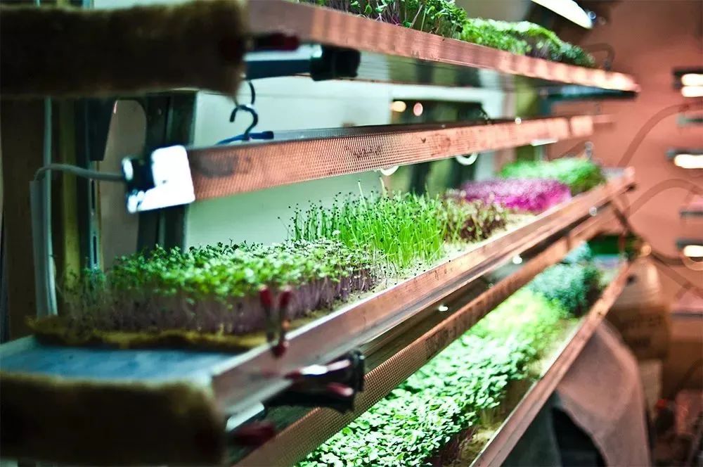 什么是垂直農場？垂直農場的盈利前景與經典案例